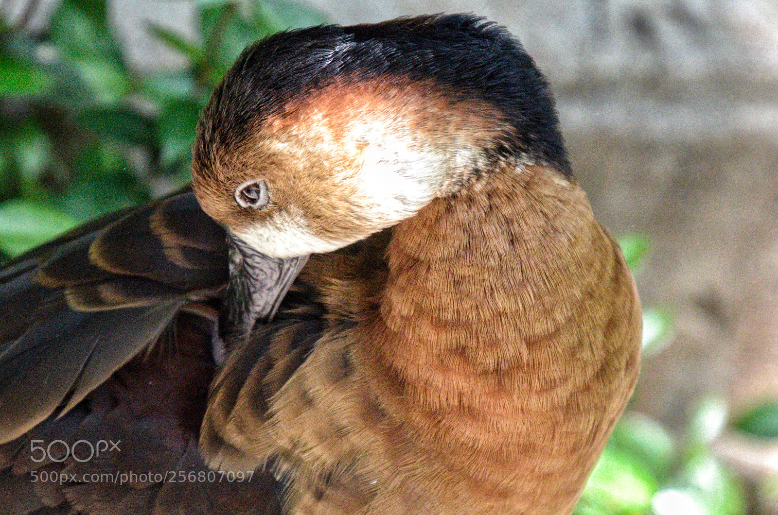 Nikon D5100 sample photo. Duck in pond photography
