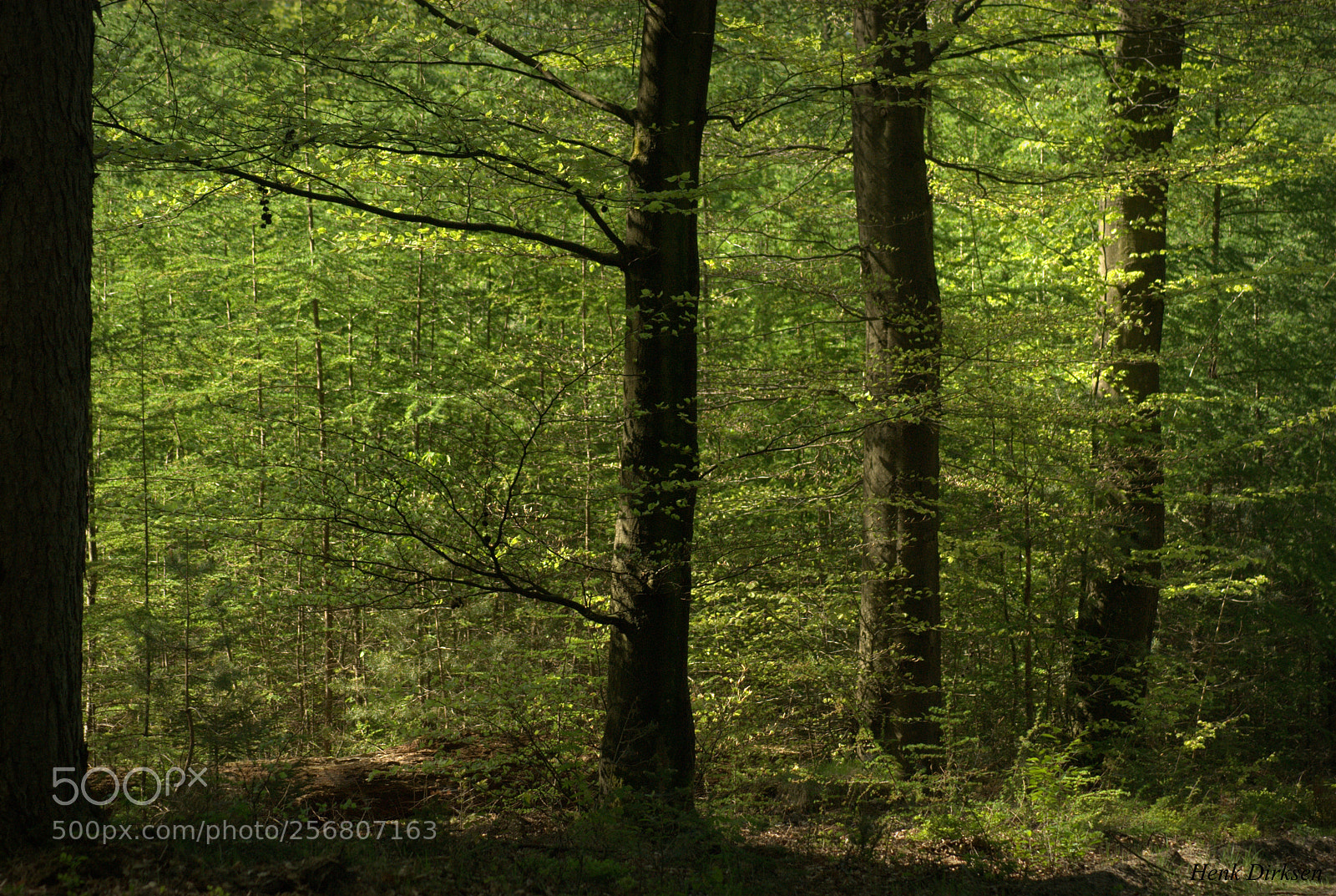 Nikon D200 sample photo. 3 trees photography