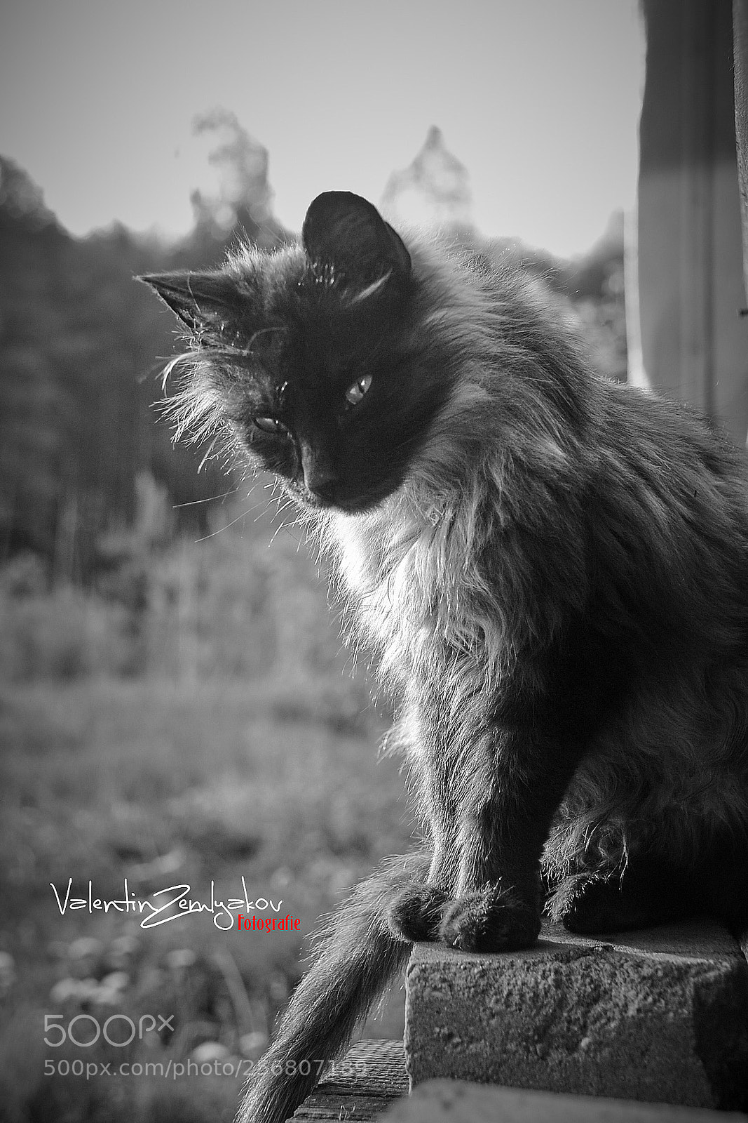 Nikon D3100 sample photo. ? photography