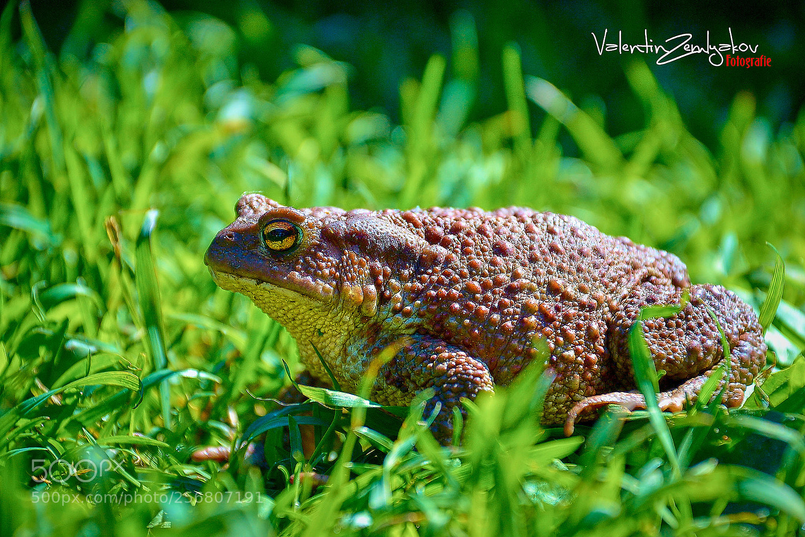Nikon D3100 sample photo. жаба photography