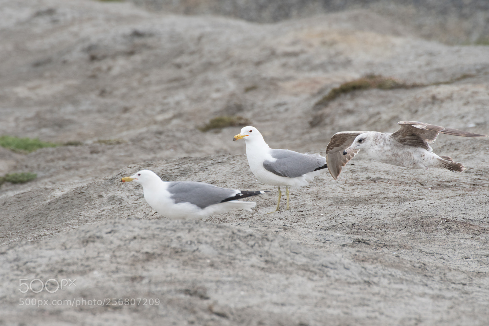 Nikon D500 sample photo. Too much headwind photography