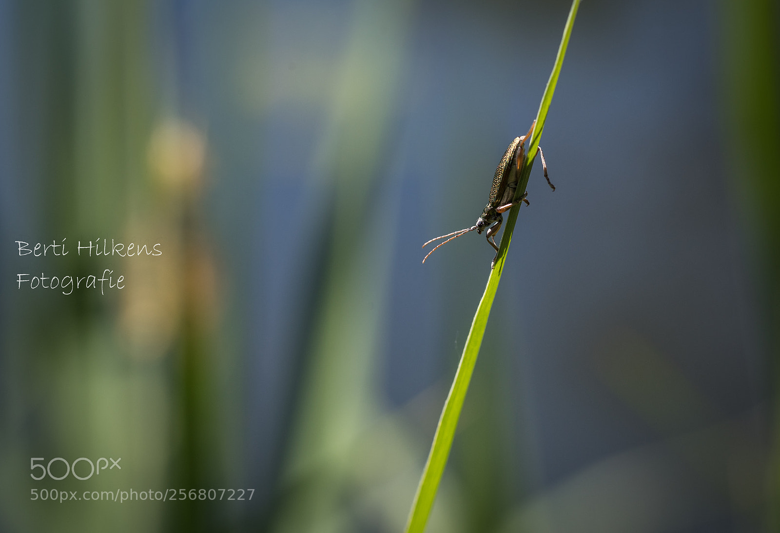 Nikon D750 sample photo. _macro photography
