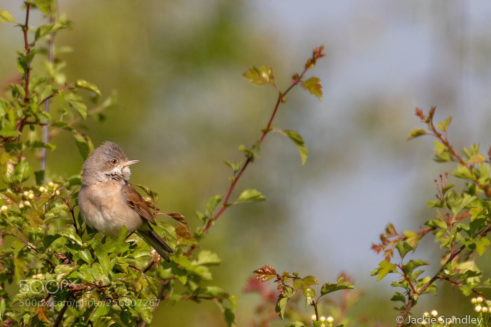 Canon EOS 7D Mark II sample photo. Whitethroat photography