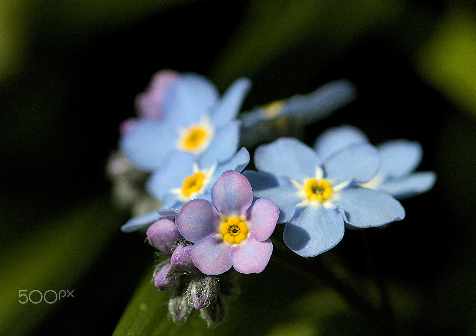 Canon EF 100mm F2.8 Macro USM sample photo. For get me nots photography