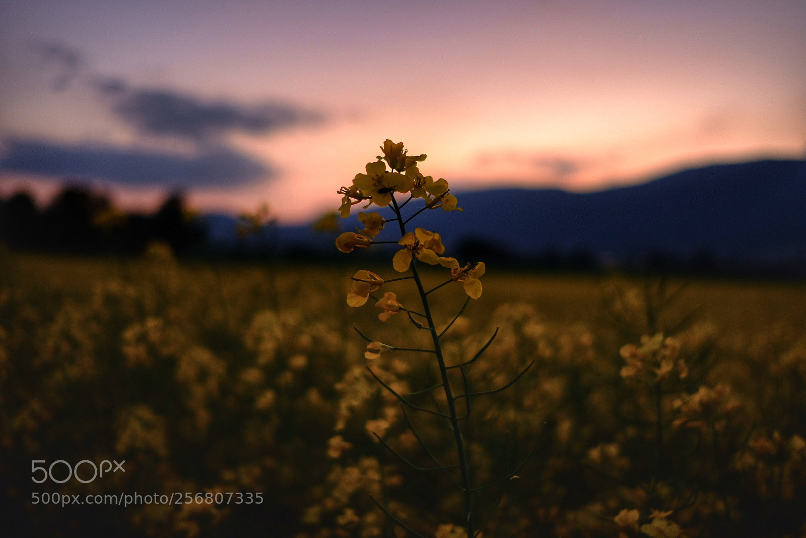 Fujifilm X-E3 sample photo. Yellow photography