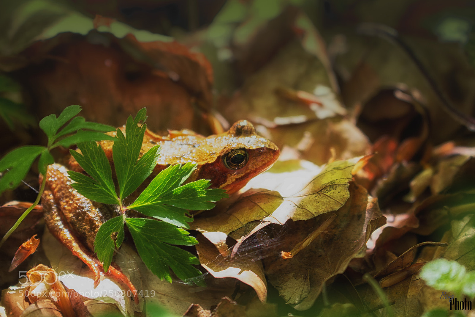Canon EOS 100D (EOS Rebel SL1 / EOS Kiss X7) sample photo. Frog in the sunshine photography