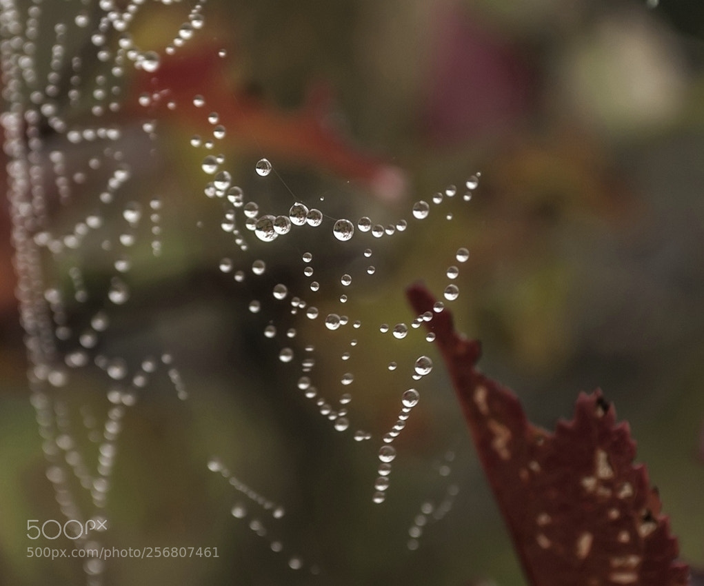 Nikon D60 sample photo. Осенний этюд photography