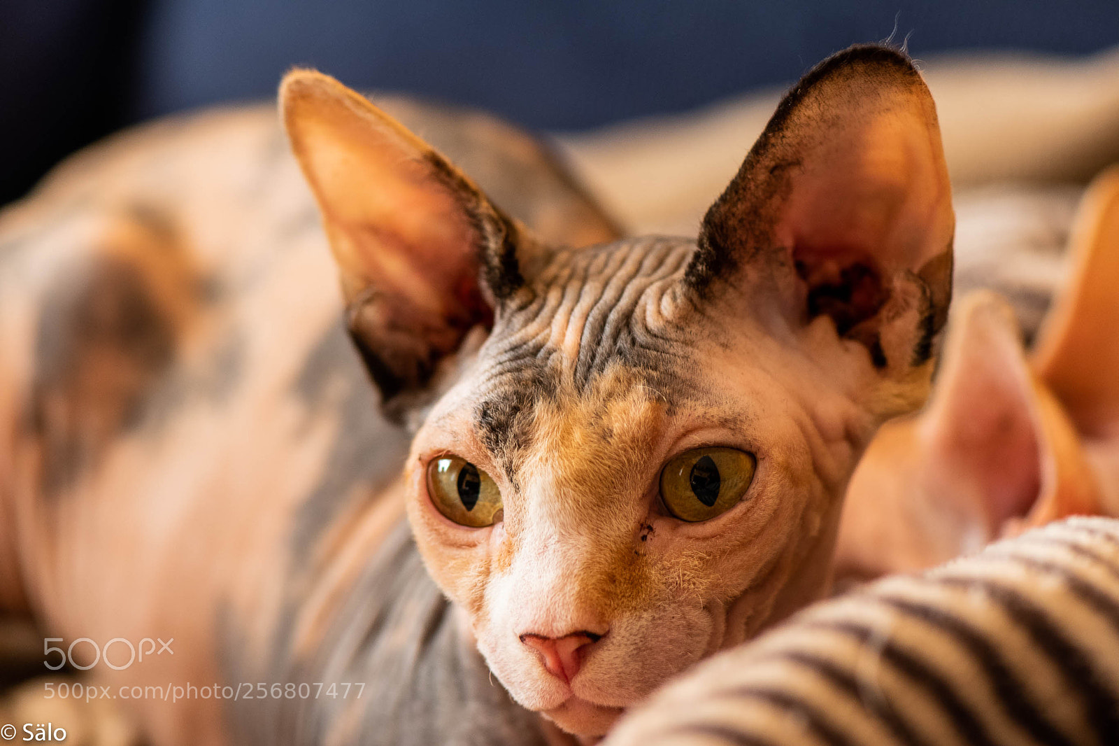 Nikon D5500 sample photo. Freyja photography