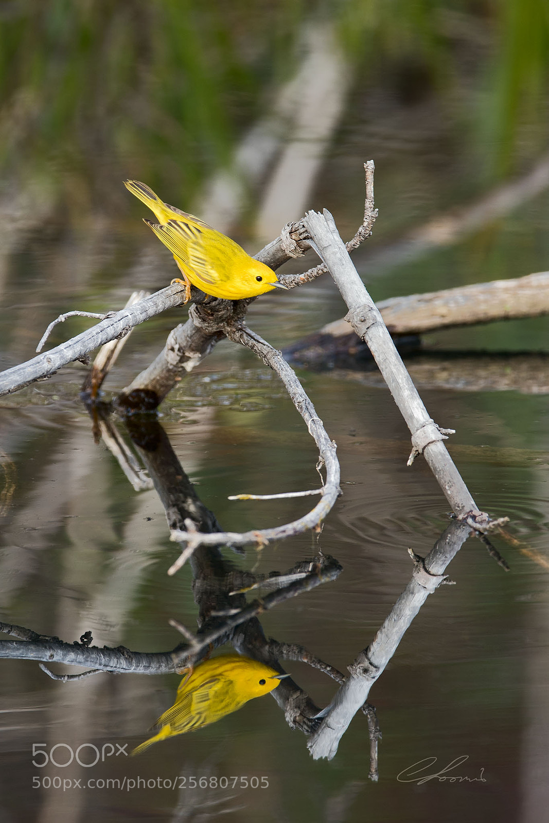 Nikon D810 sample photo. Yellow warbler reflecting photography