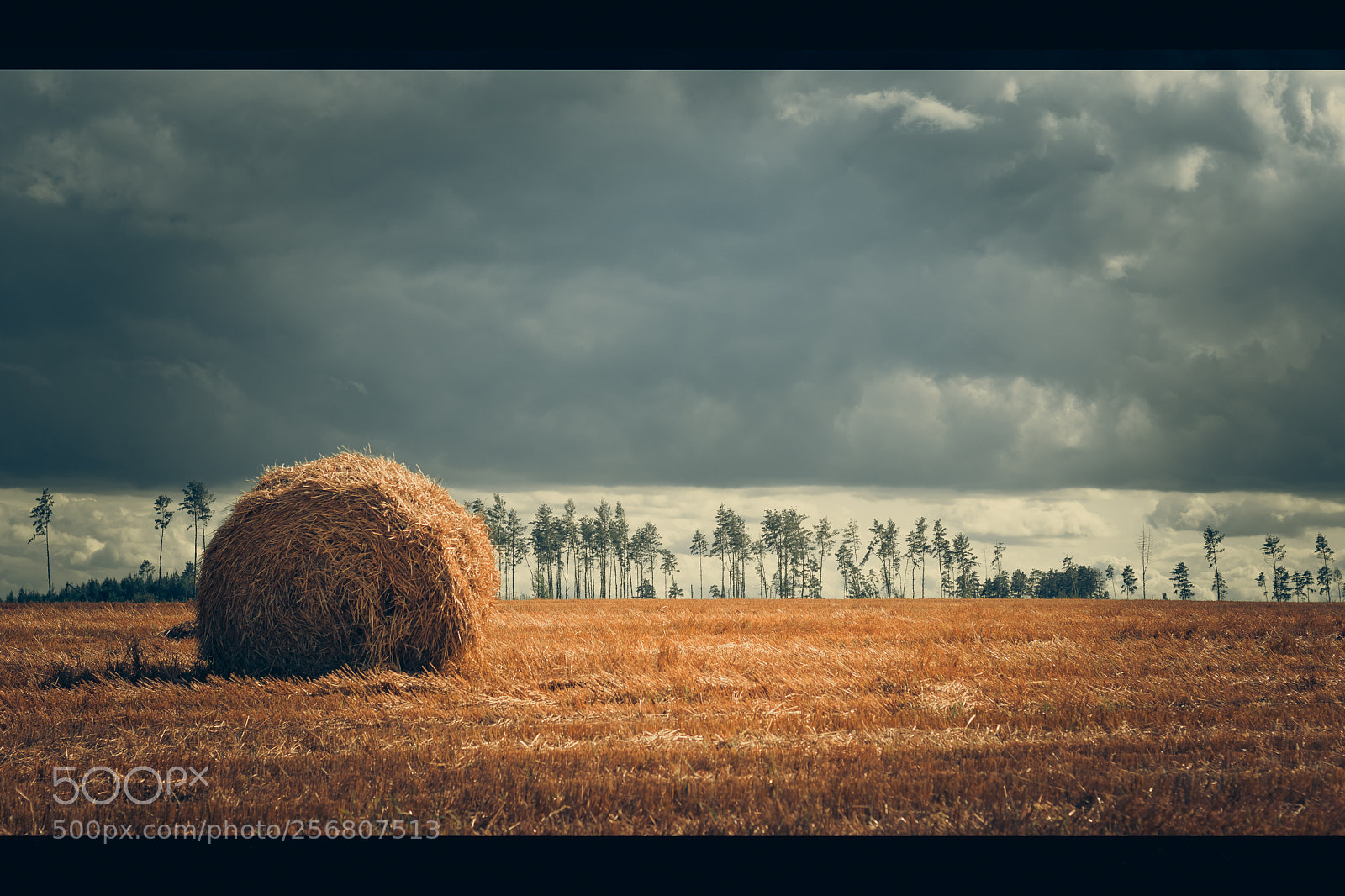 Canon EOS 80D sample photo. Field photography