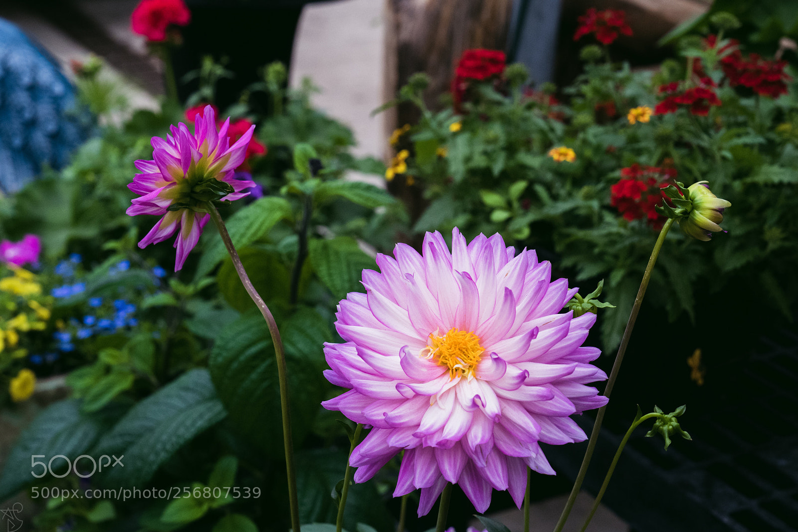 Sony a7 III sample photo. Bloom photography