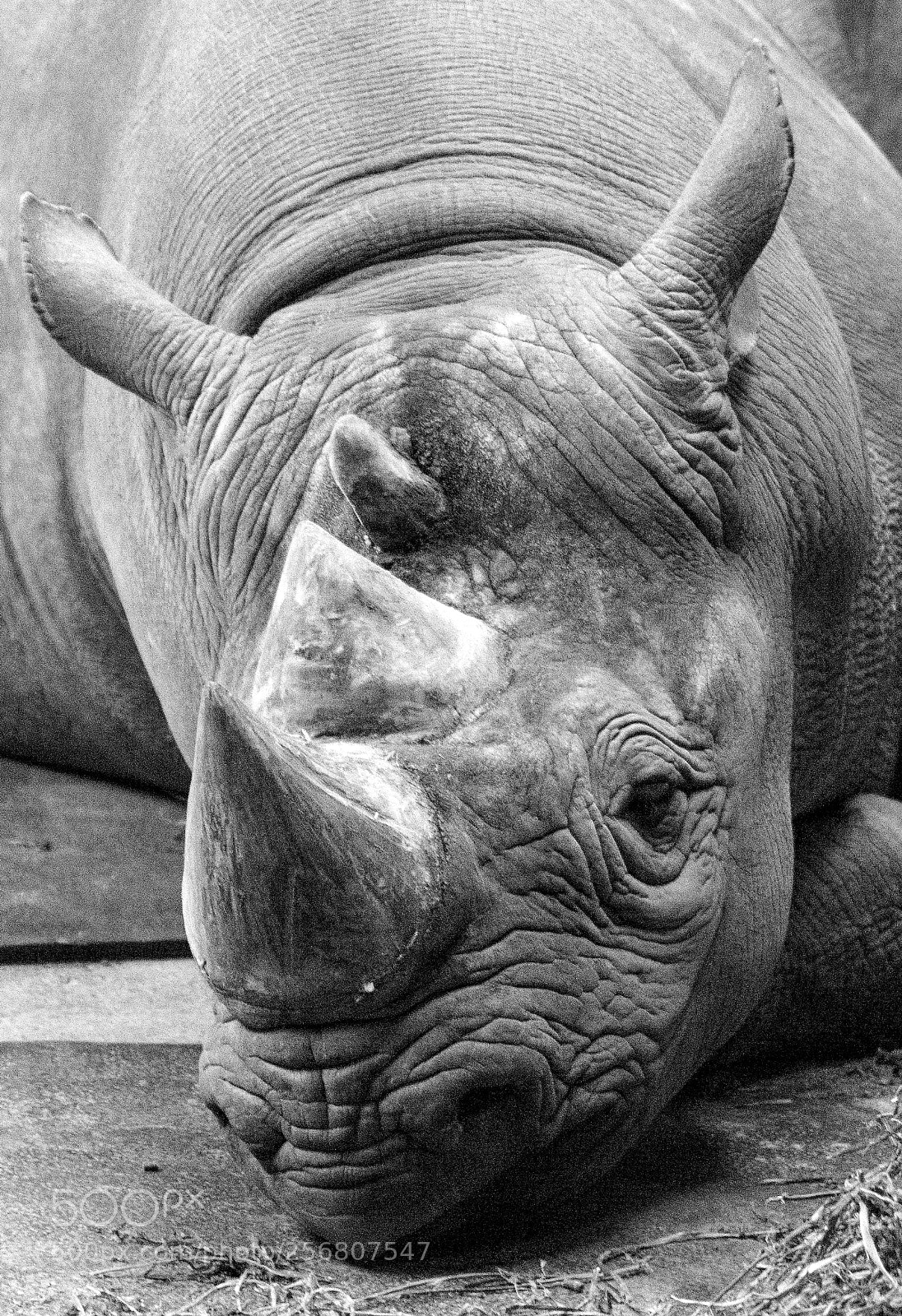 Nikon D3400 sample photo. Rhino chill photography