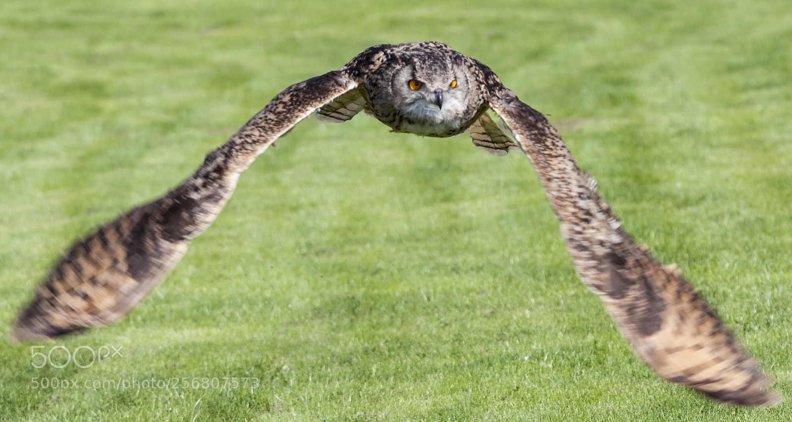 Canon EOS 5D Mark II sample photo. Owl chasing prey photography