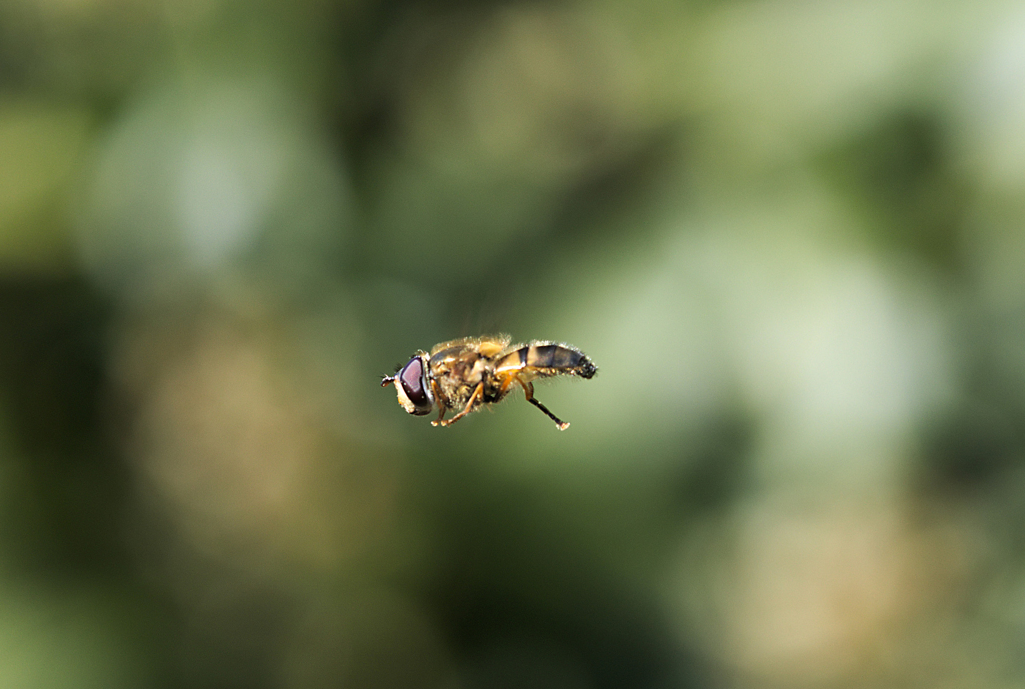 Canon EOS 77D (EOS 9000D / EOS 770D) + Canon EF 100mm F2.8 Macro USM sample photo. Flying bee photography