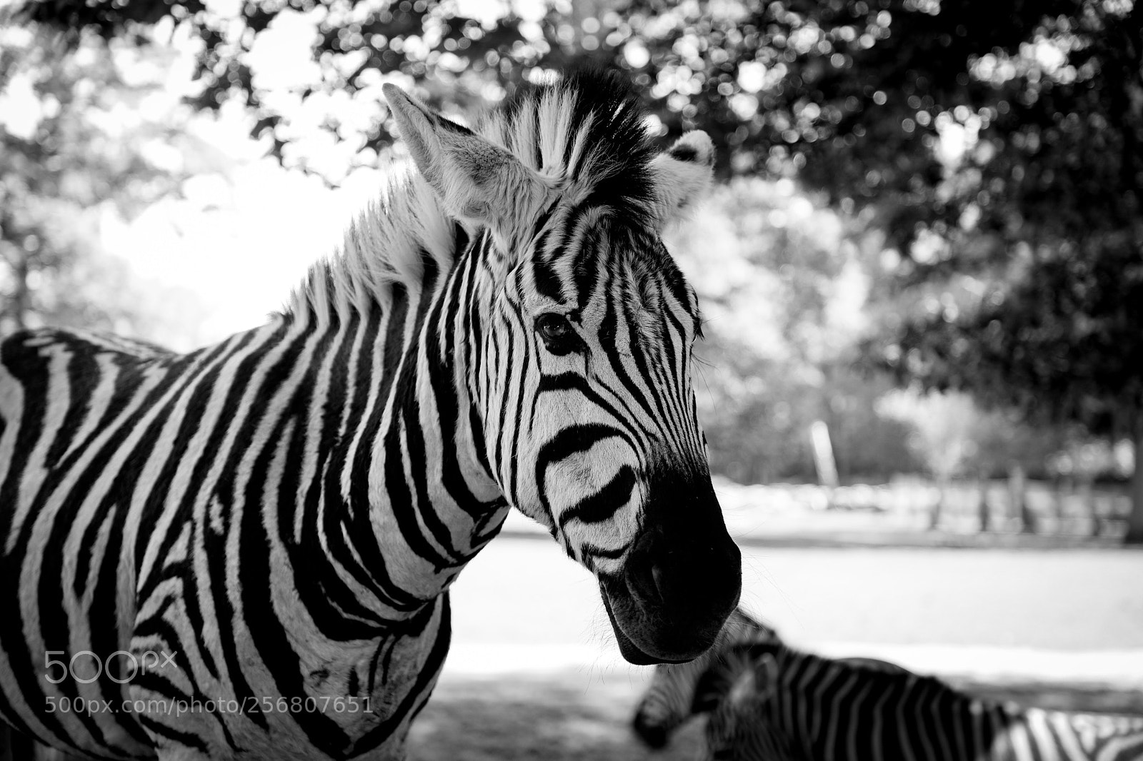 Canon EOS 5D Mark IV sample photo. Zebra photography
