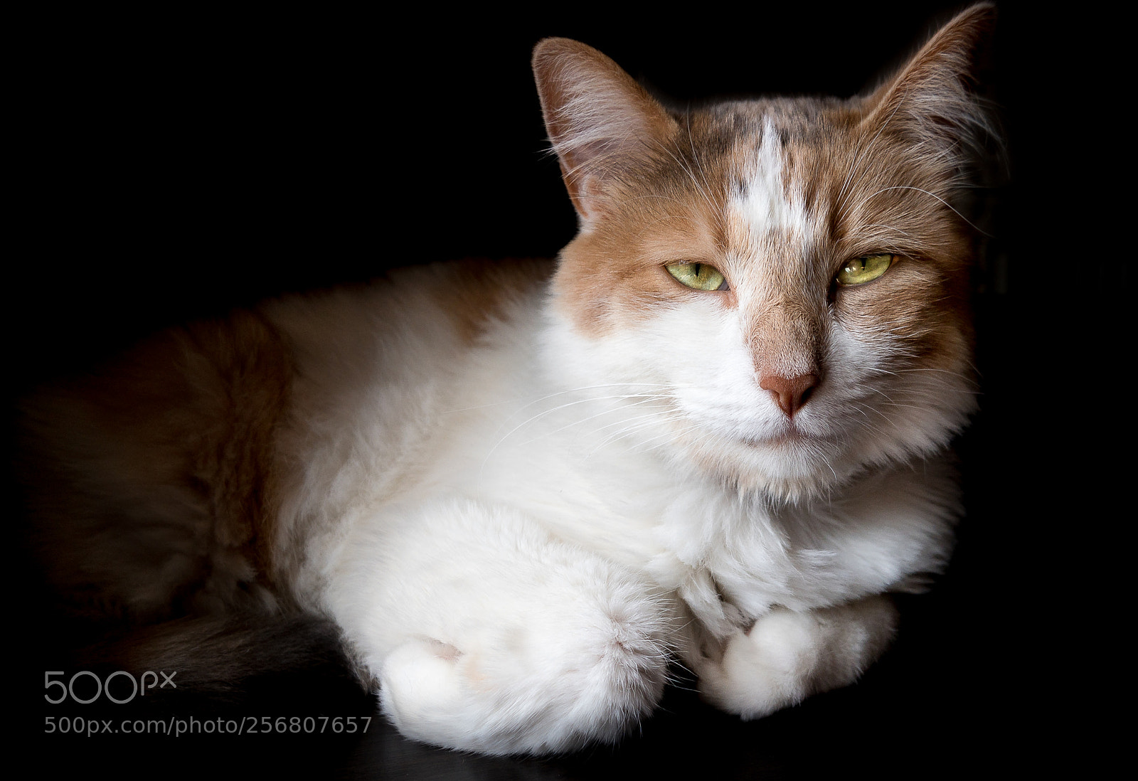 Samsung NX3000 sample photo. Ema photography