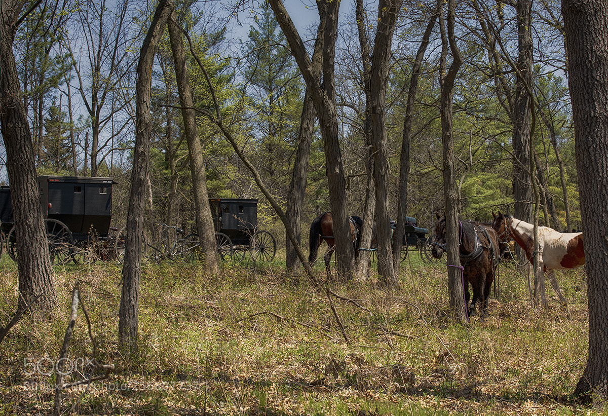 Nikon D810 sample photo. Amish buggies photography