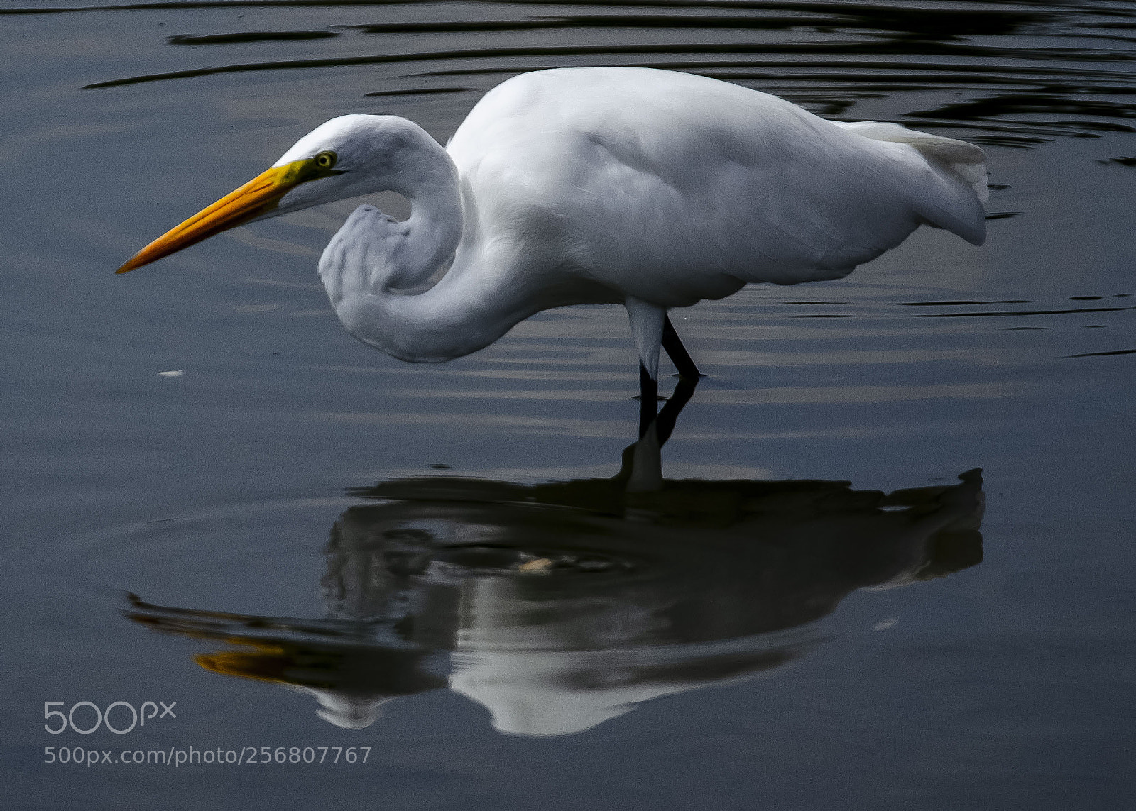 Nikon D5100 sample photo. Pescando photography