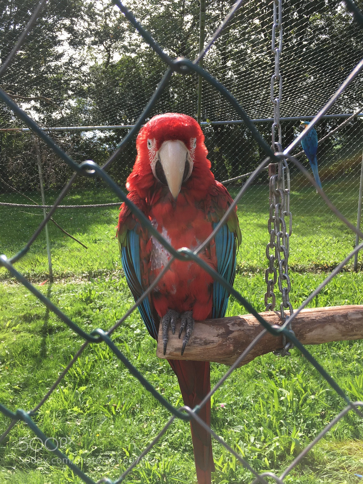 Apple iPhone 6s sample photo. Bird photography