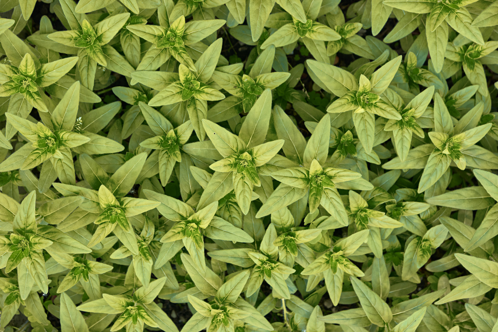 Samsung NX1 sample photo. Leafs photography