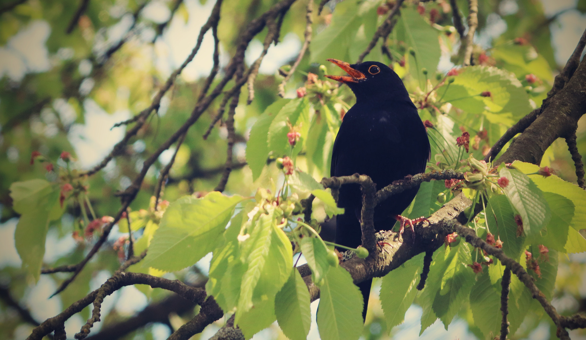 Canon EF 28-135mm F3.5-5.6 IS USM sample photo. Turdus merula photography