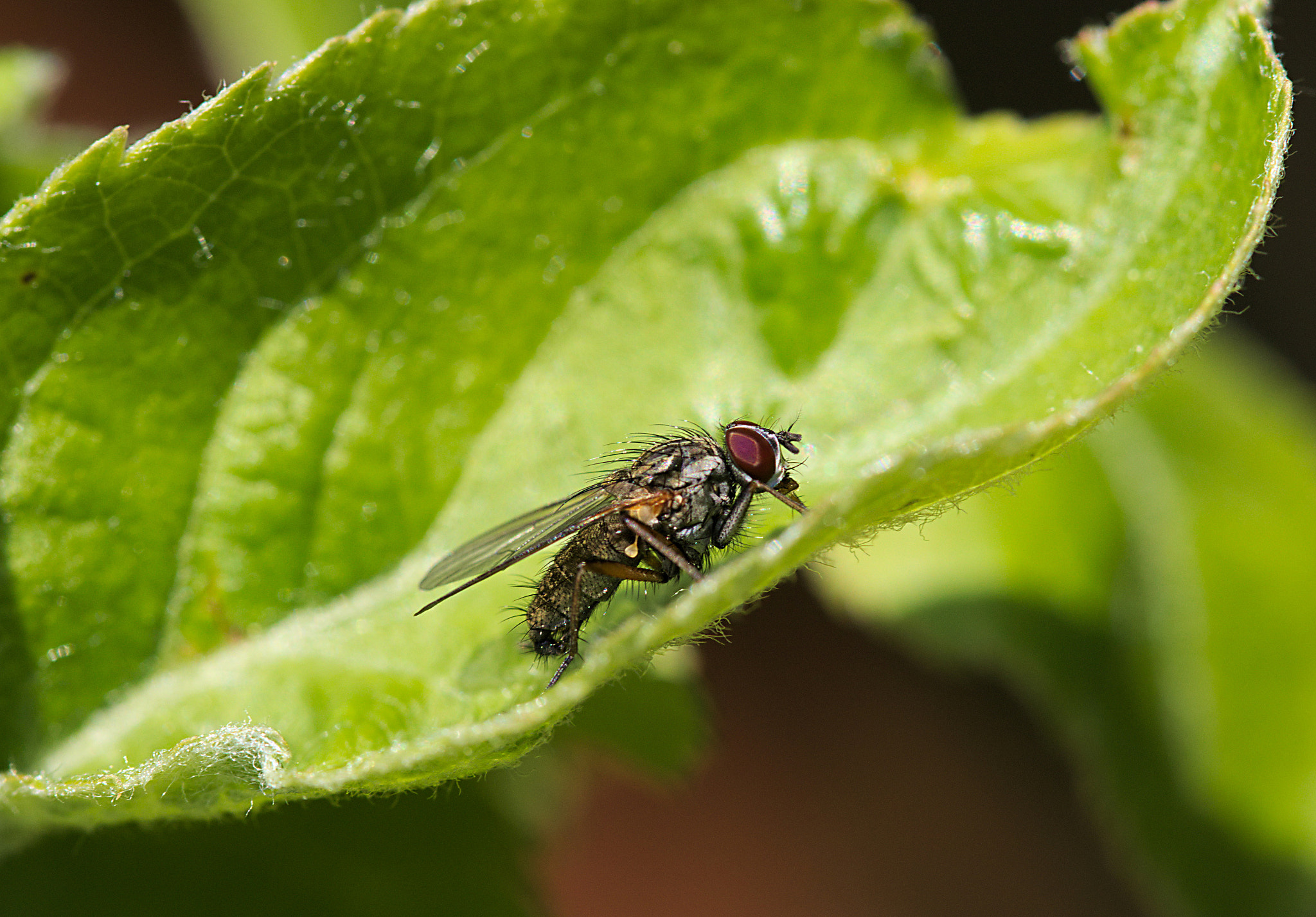 Canon EF 100mm F2.8 Macro USM sample photo. Fly photography