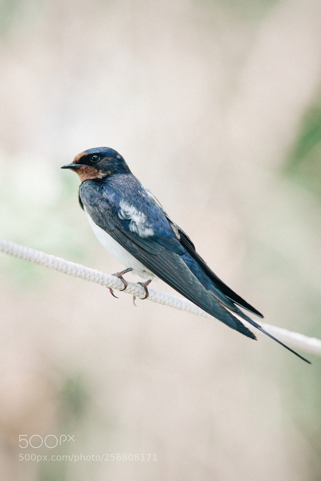 Canon EOS 50D sample photo. The common house martin photography