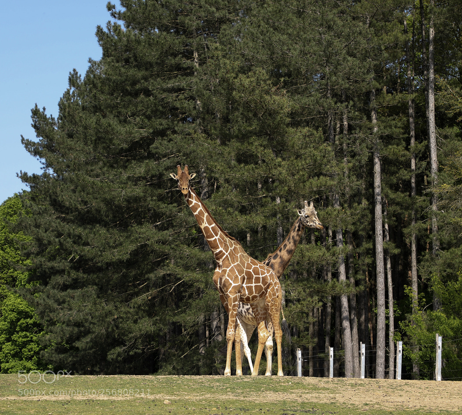 Canon EOS 5D Mark IV sample photo. Giraffe photography