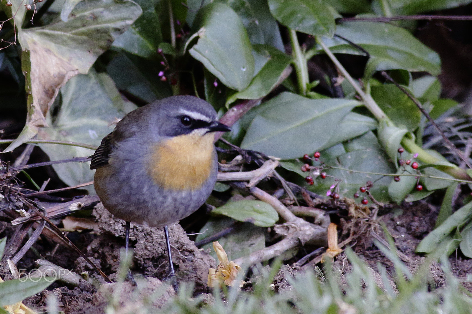 Canon EF 300mm f/2.8L sample photo. Robin photography