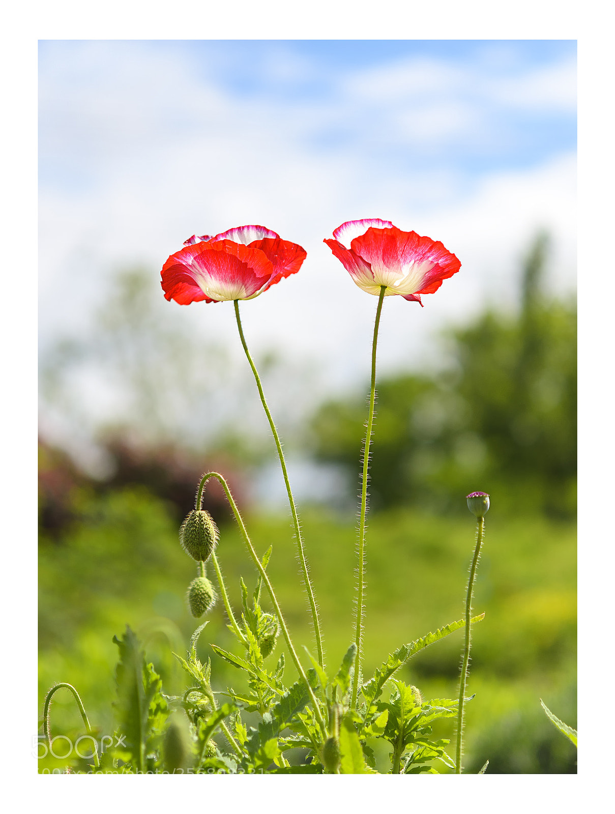 Nikon D7000 sample photo. Shinning poppies ...  · 光照虞美人 photography