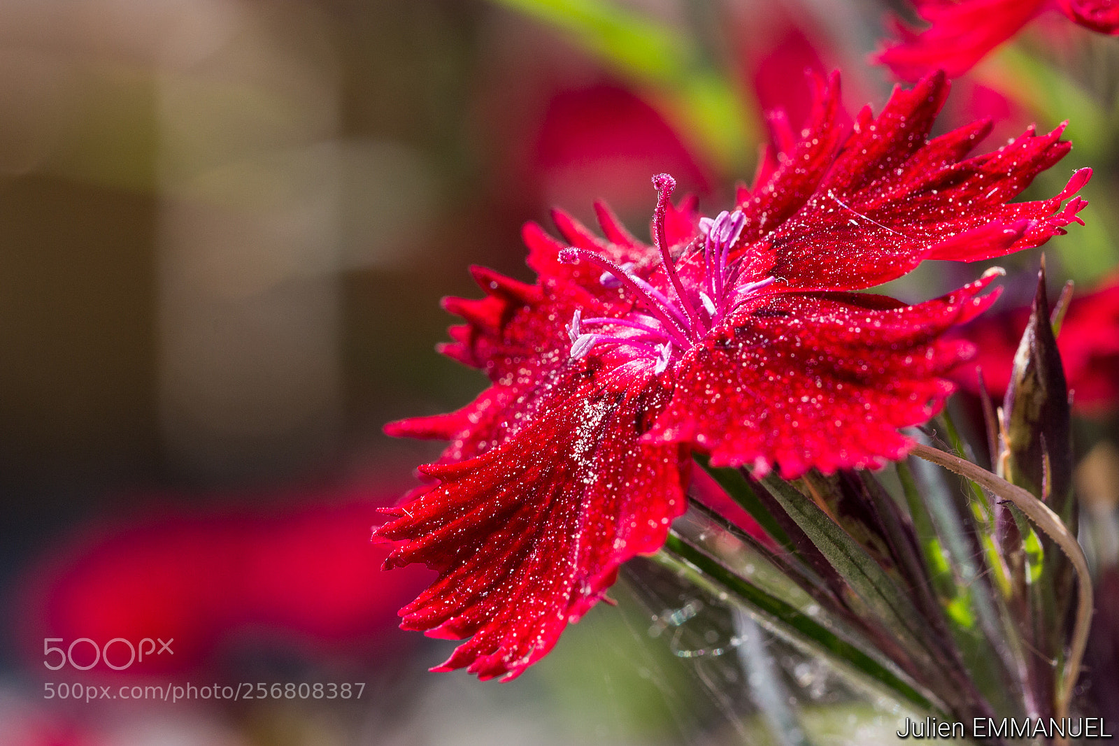 Canon EOS 700D (EOS Rebel T5i / EOS Kiss X7i) sample photo. Sparkly flower photography