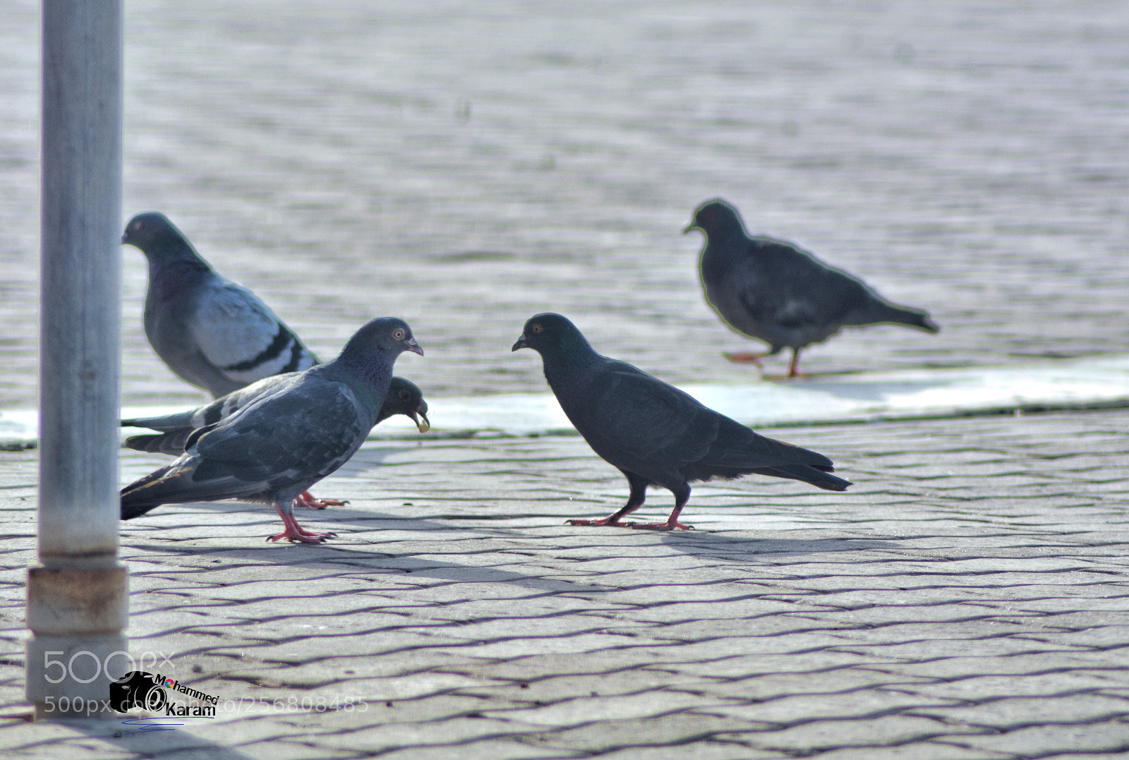 Nikon D7100 sample photo. Untitled photography