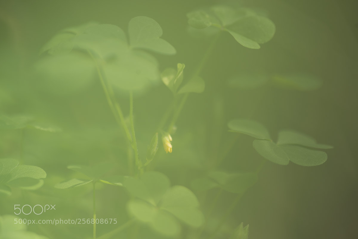 Nikon D800 sample photo. Untitled photography