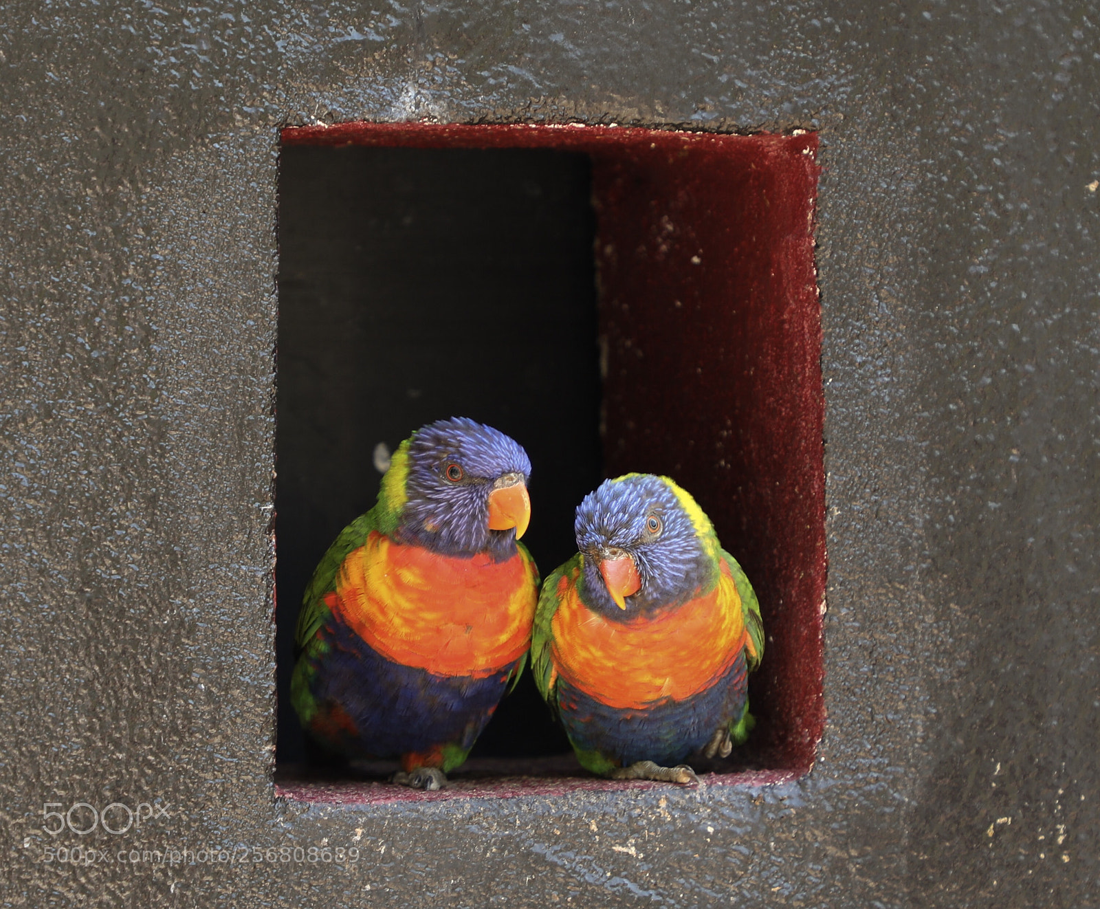 Canon EOS 5D Mark IV sample photo. Rainbow bird photography