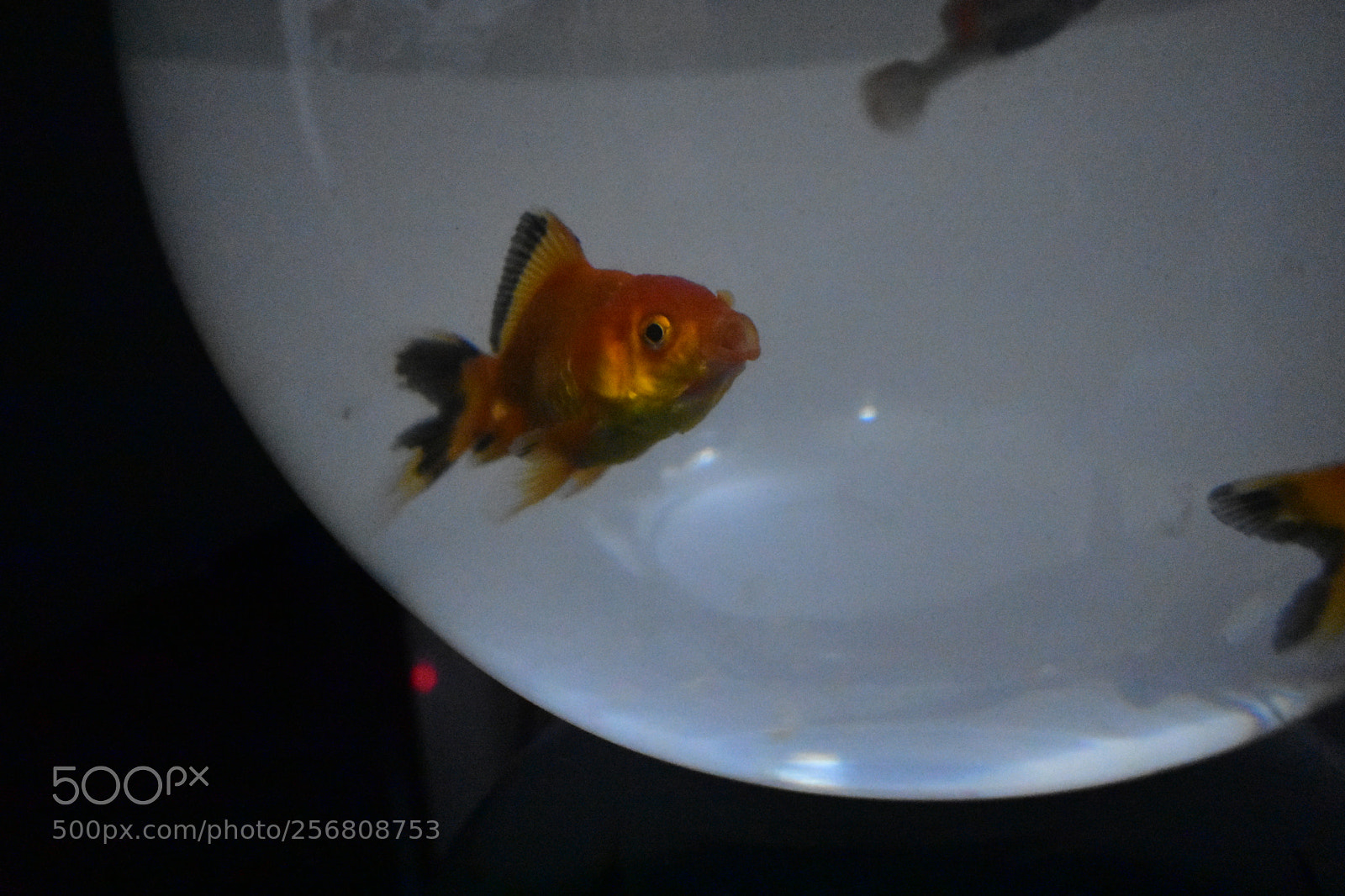 Nikon D3400 sample photo. Dsc photography