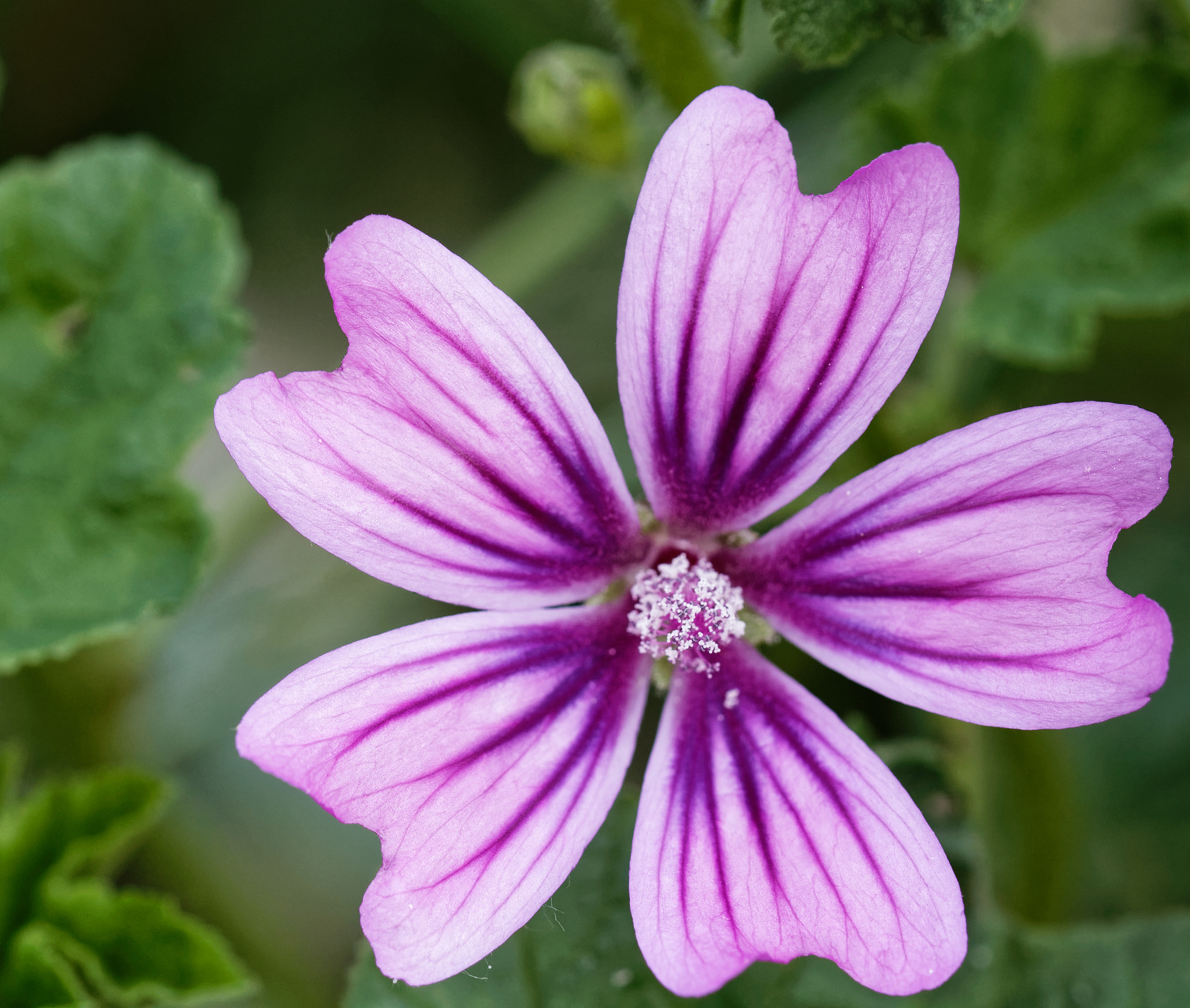 Canon EF 100mm F2.8L Macro IS USM sample photo. Purple veins photography