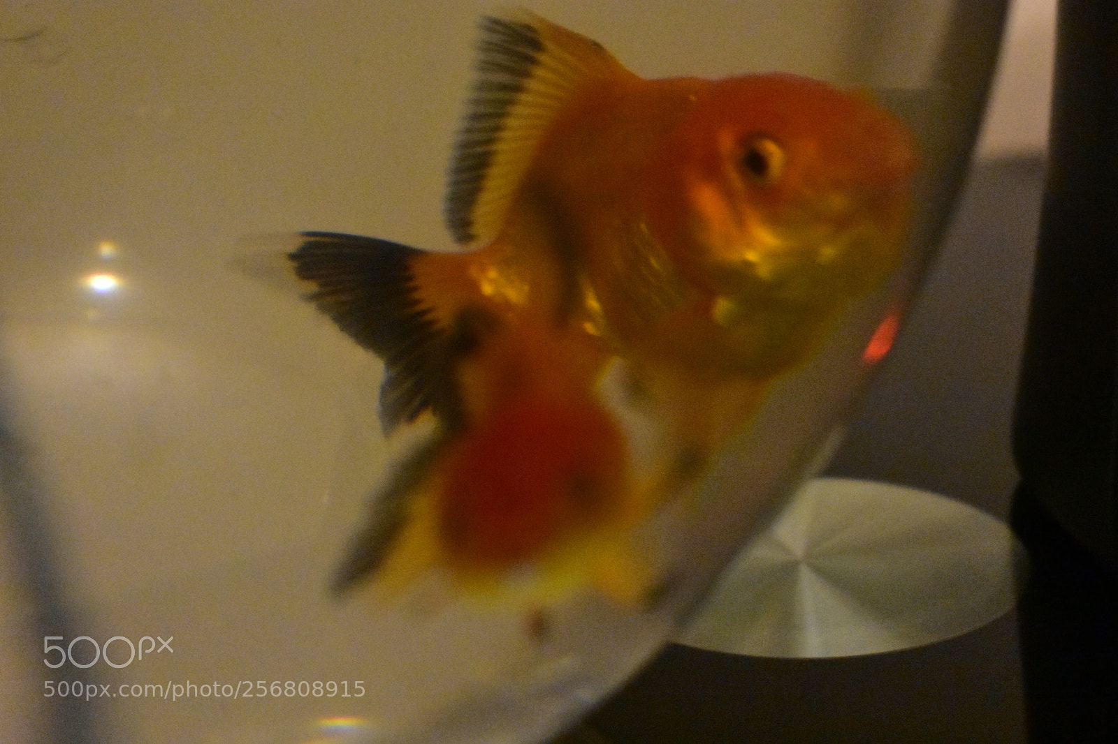 Nikon D3400 sample photo. Dsc photography