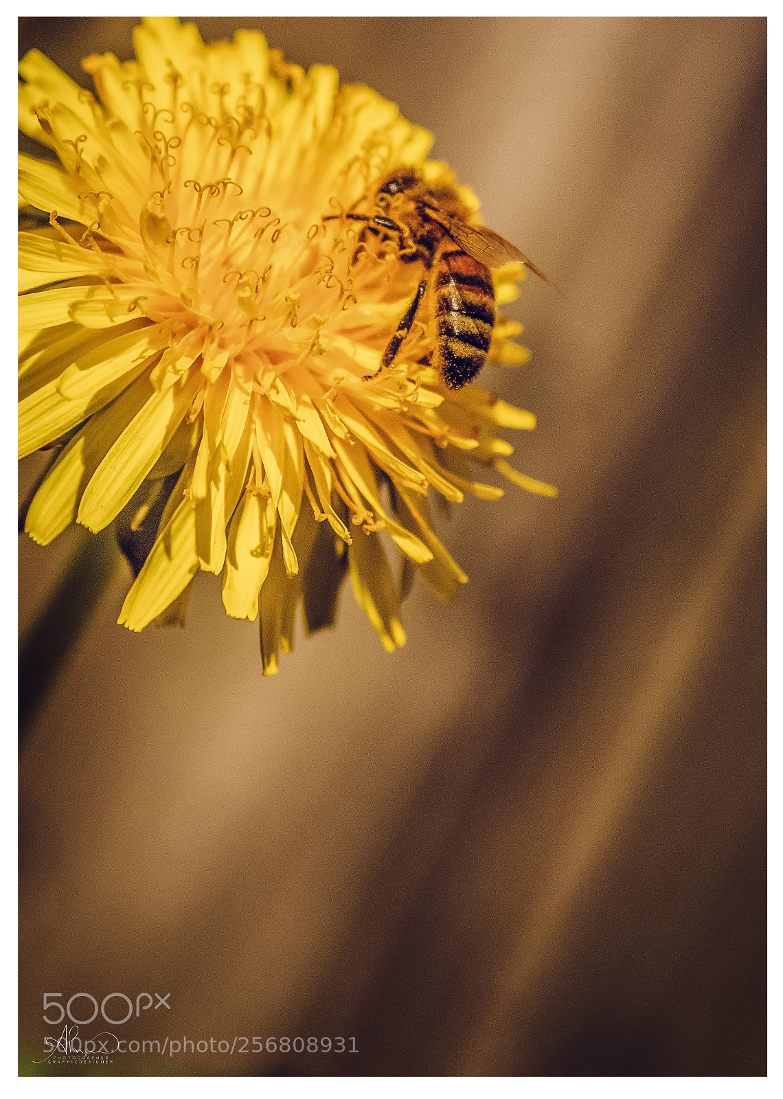 Sony SLT-A77 sample photo. Flower & bee photography
