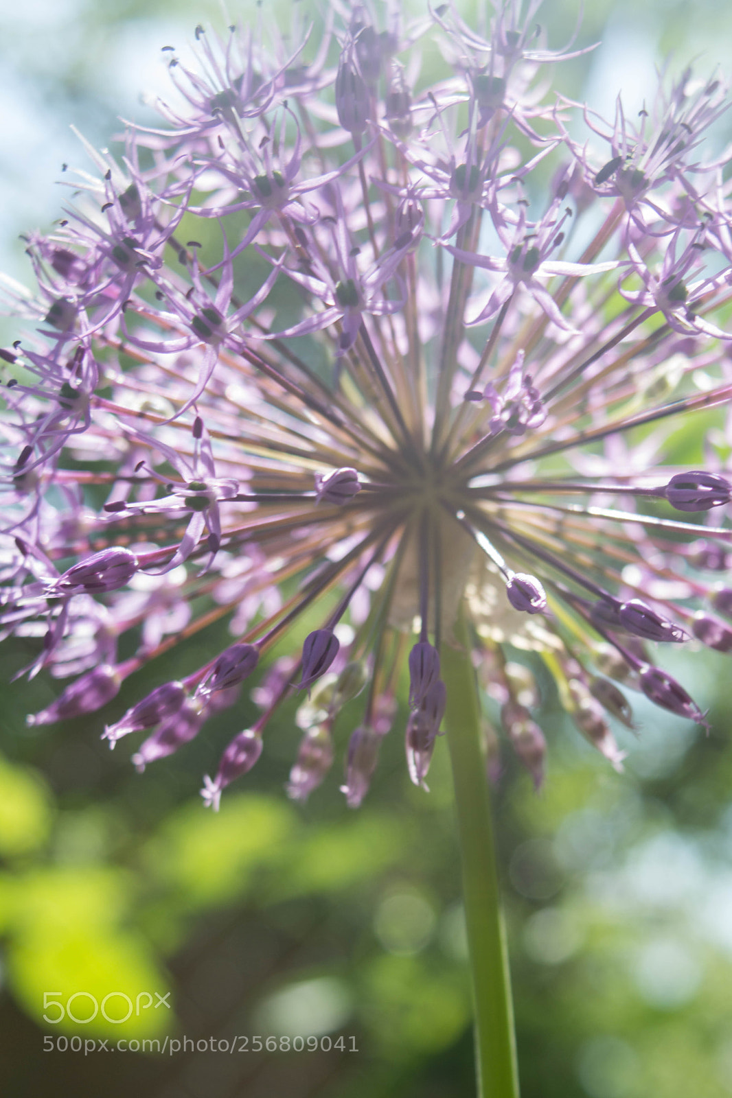 Nikon D5200 sample photo. Untitled photography