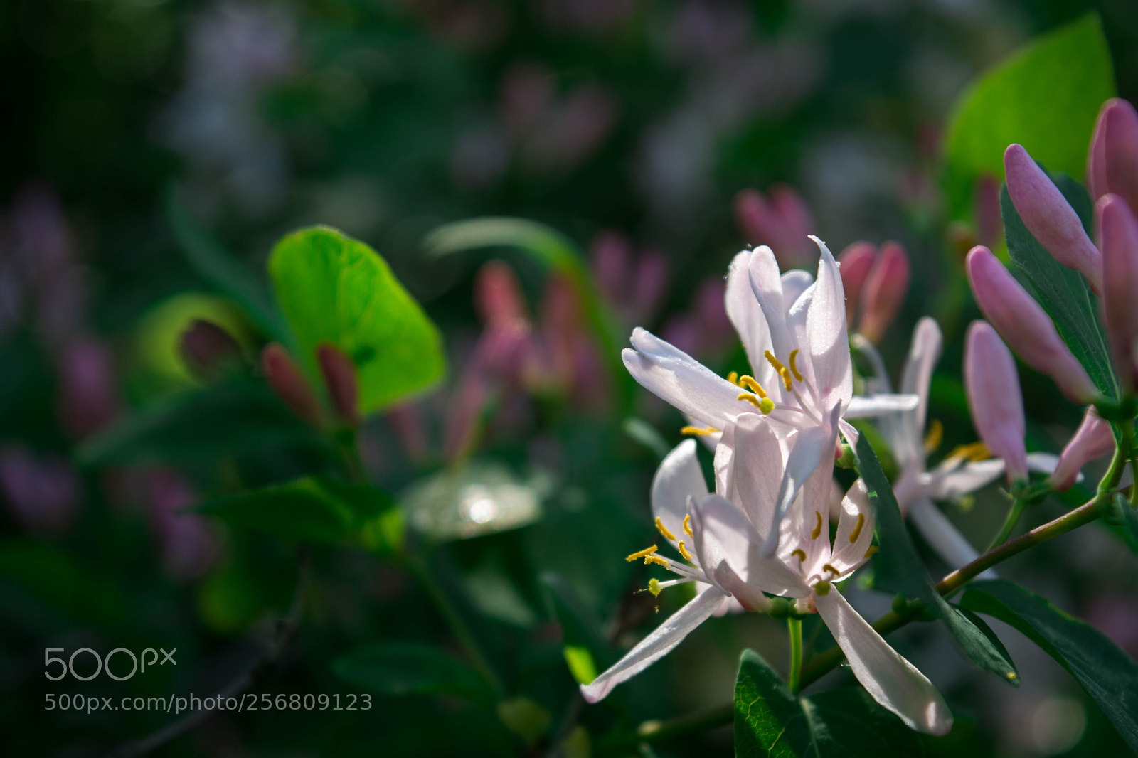 Nikon D5200 sample photo. Untitled photography