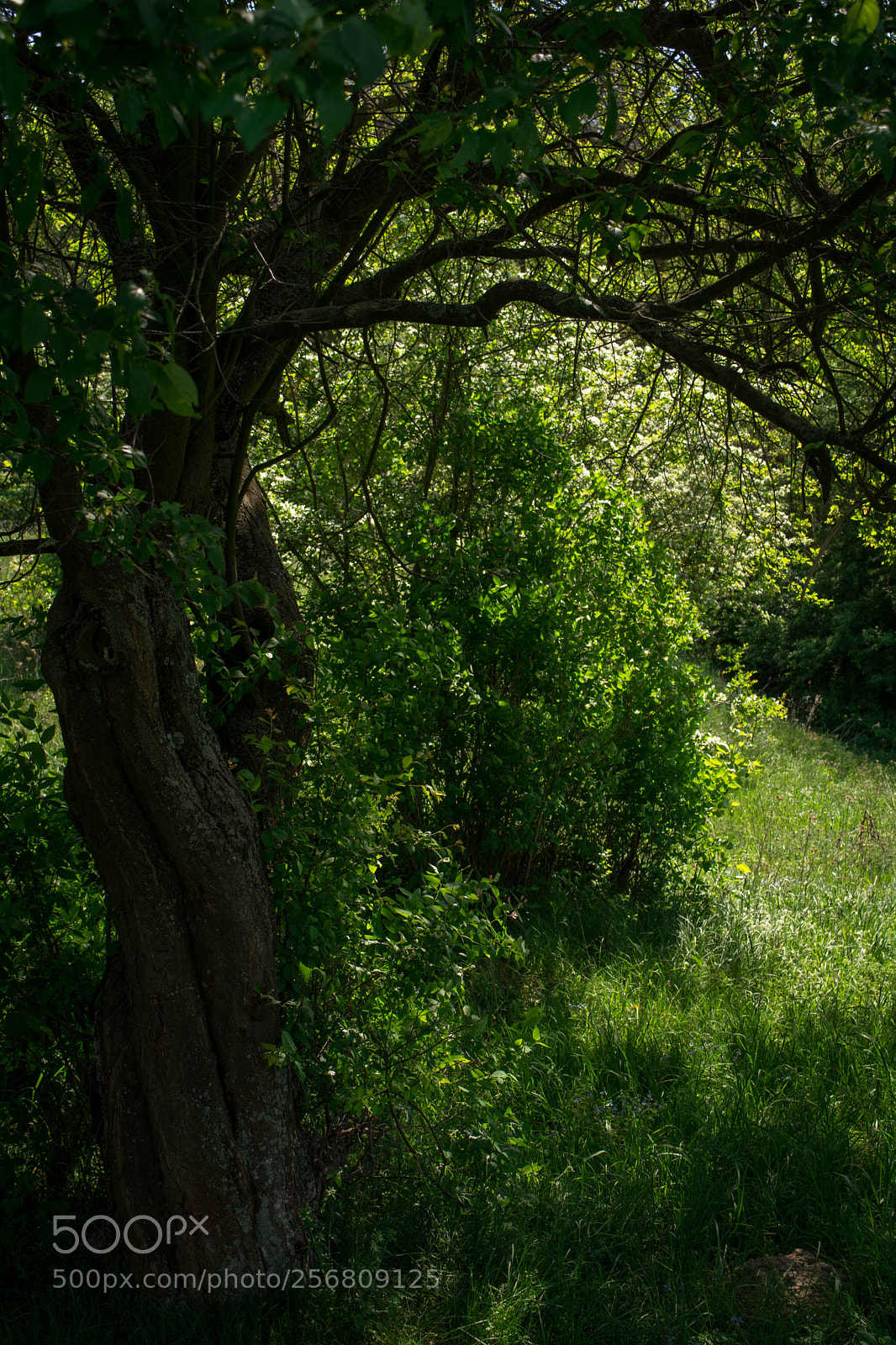 Nikon D5200 sample photo. Untitled photography