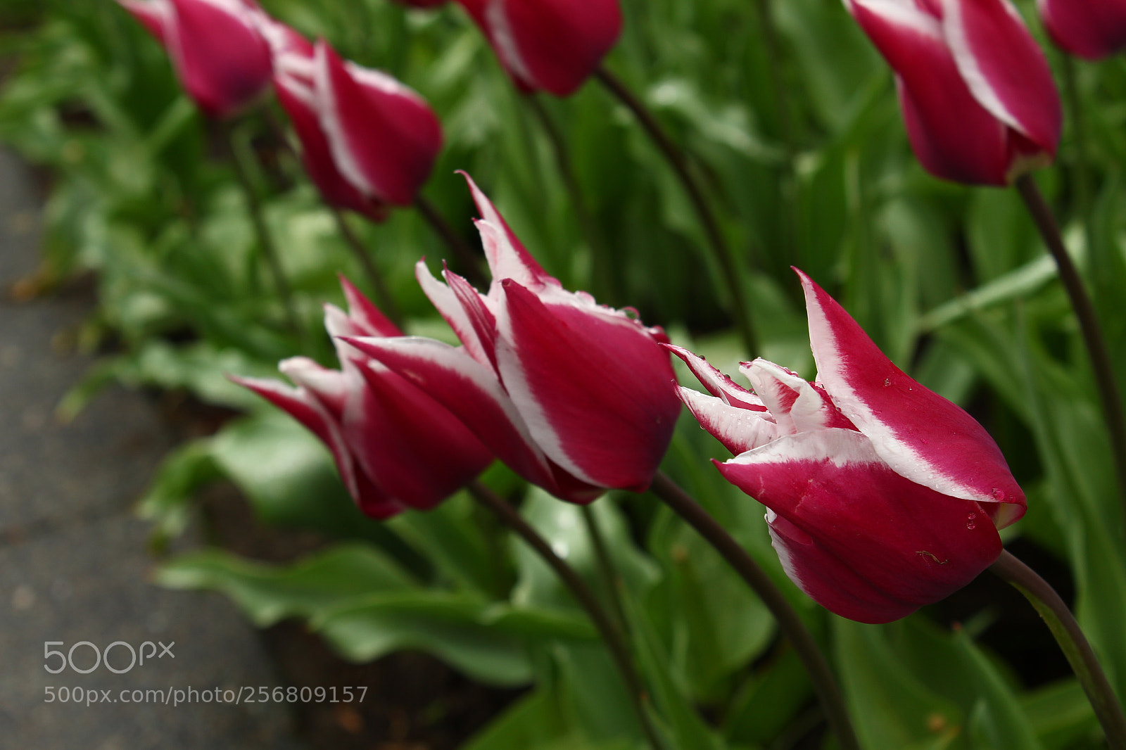 Canon EOS 1300D (EOS Rebel T6 / EOS Kiss X80) sample photo. Koenig photography