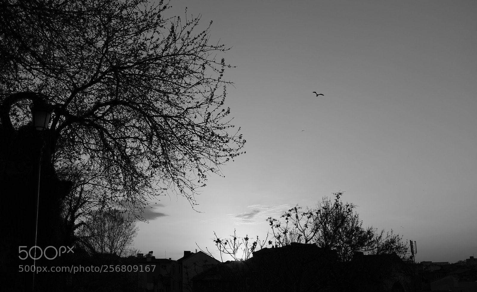 Nikon D5600 sample photo. Into the sunset photography