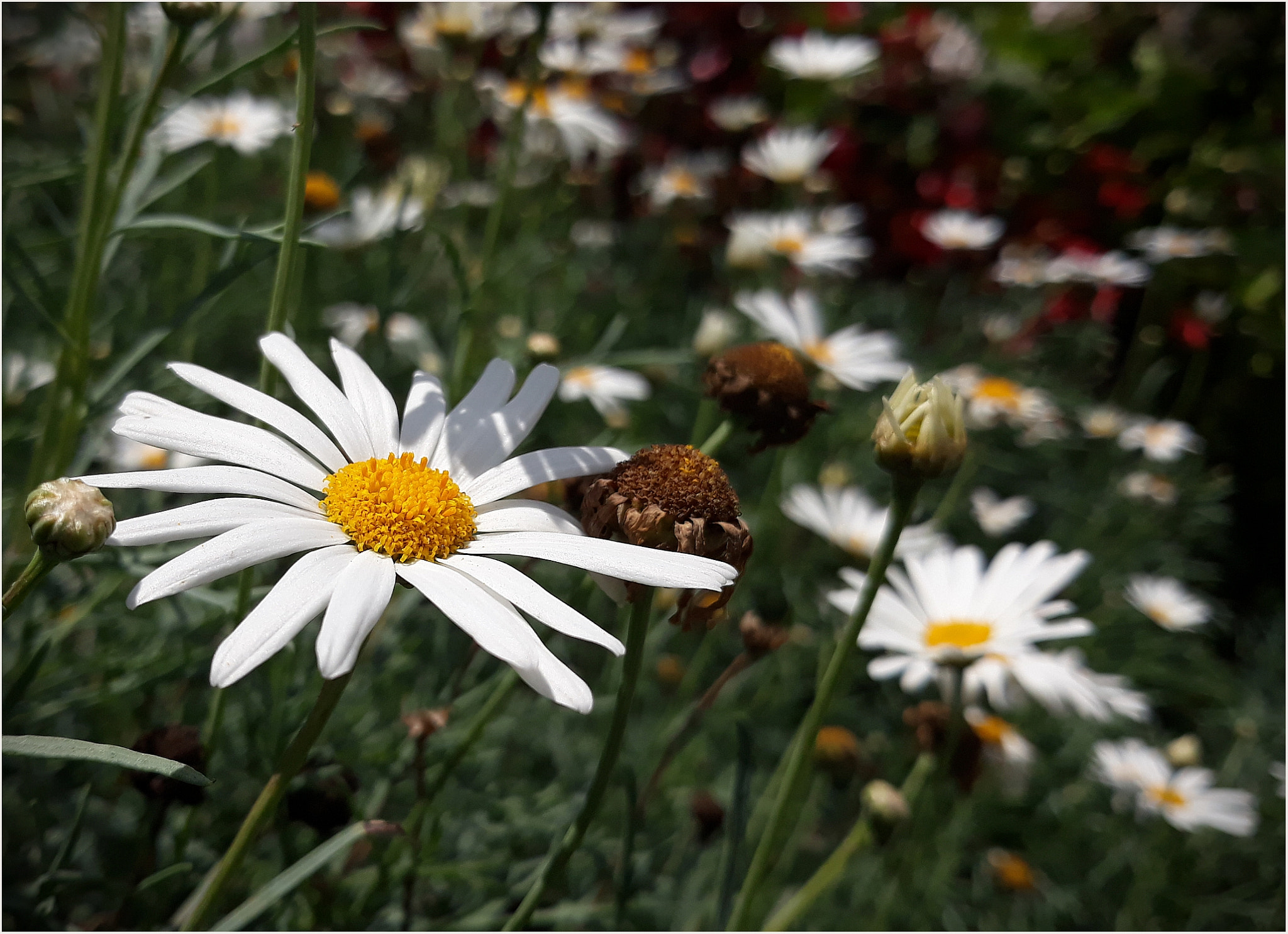 Samsung Galaxy J5 Pro sample photo