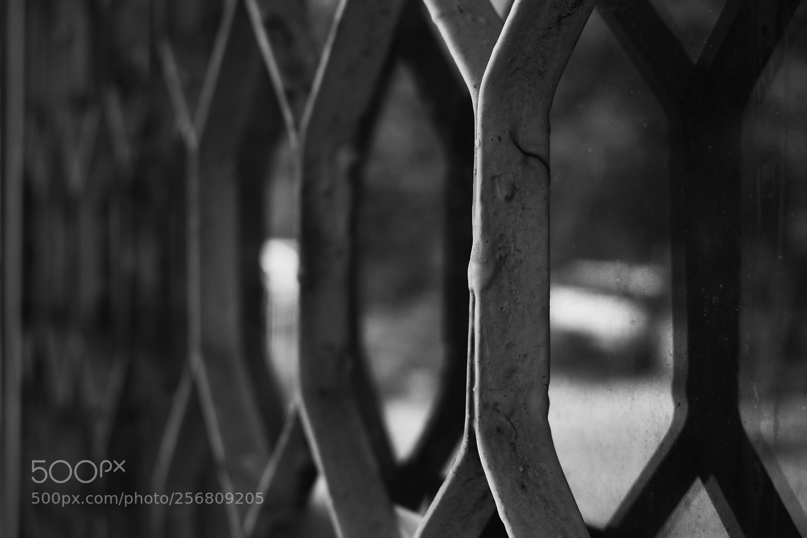 Nikon D5600 sample photo. Rows photography