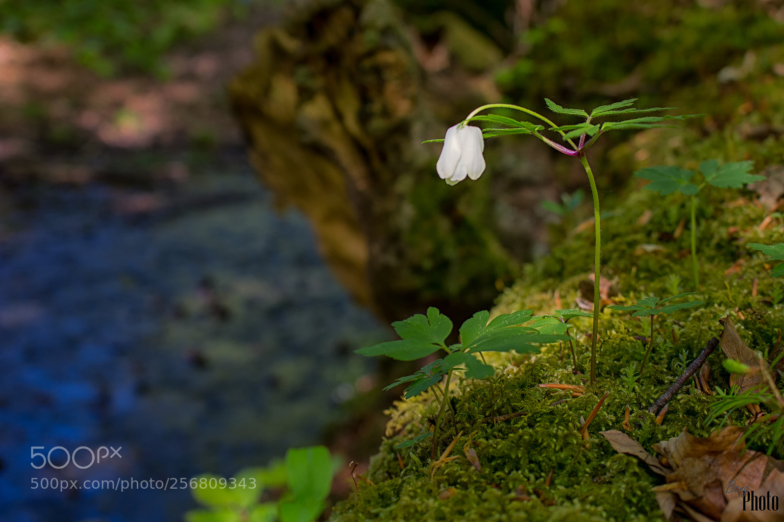 Canon EOS 100D (EOS Rebel SL1 / EOS Kiss X7) sample photo. Lonely anemone photography