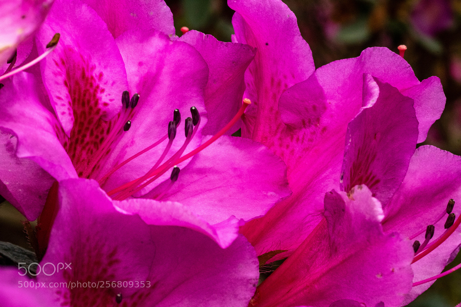 Canon EOS 80D sample photo. In bloom photography