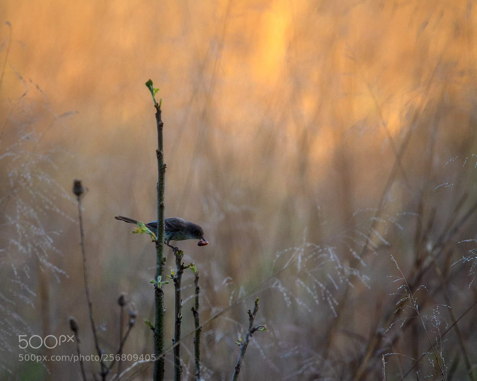 Nikon D7100 sample photo. Early morning at oxley photography