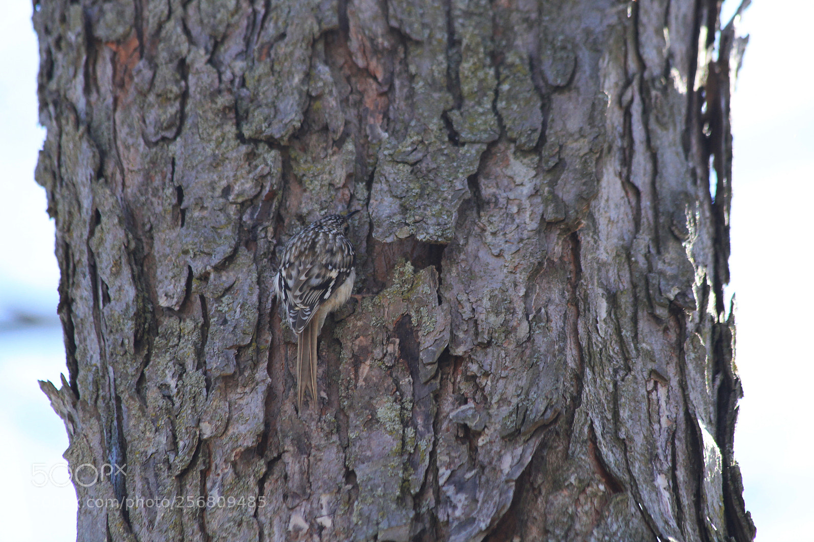 Canon EOS 1100D (EOS Rebel T3 / EOS Kiss X50) sample photo. Brown creeper photography