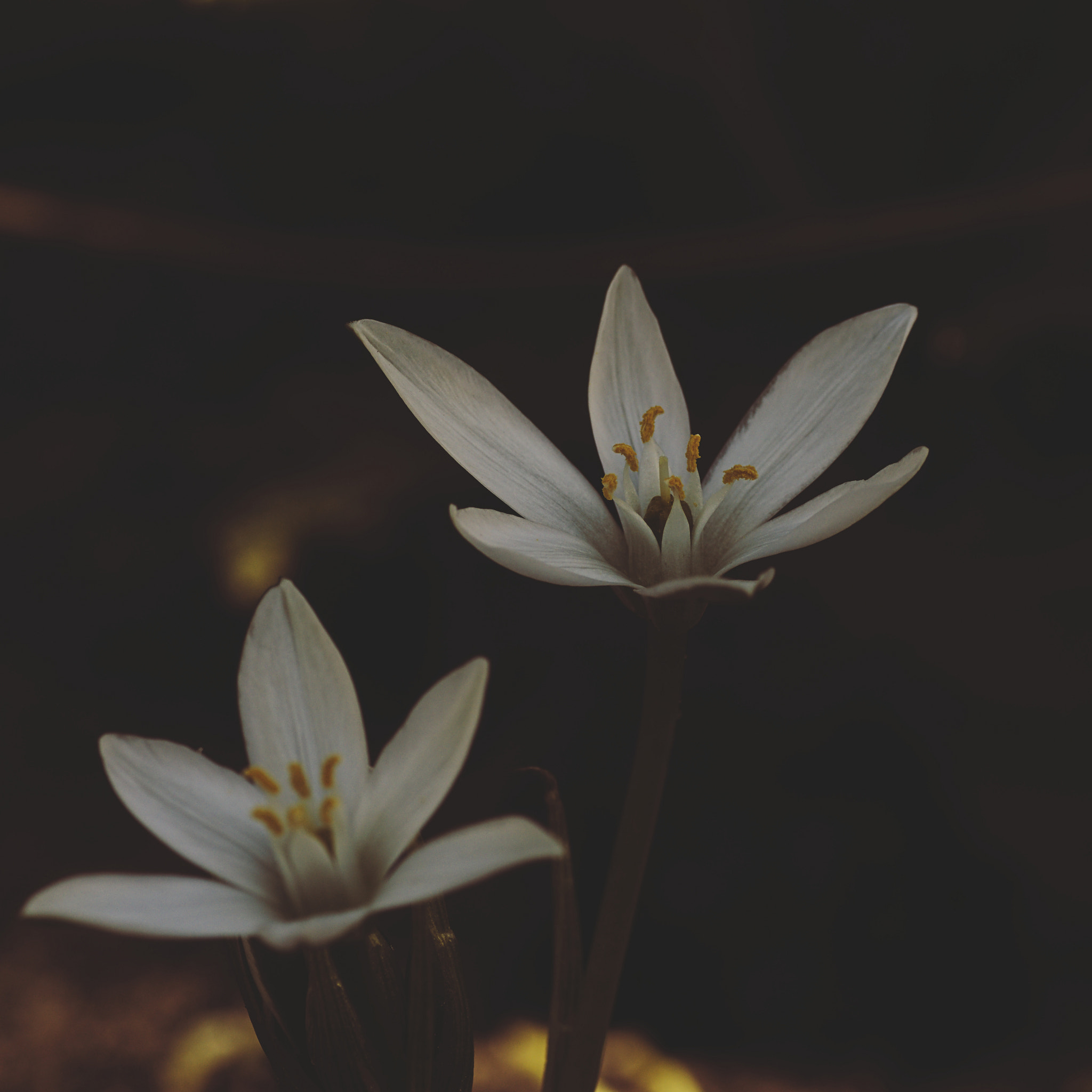 Sony SLT-A65 (SLT-A65V) + Tamron SP AF 90mm F2.8 Di Macro sample photo. More spring #2/3 photography